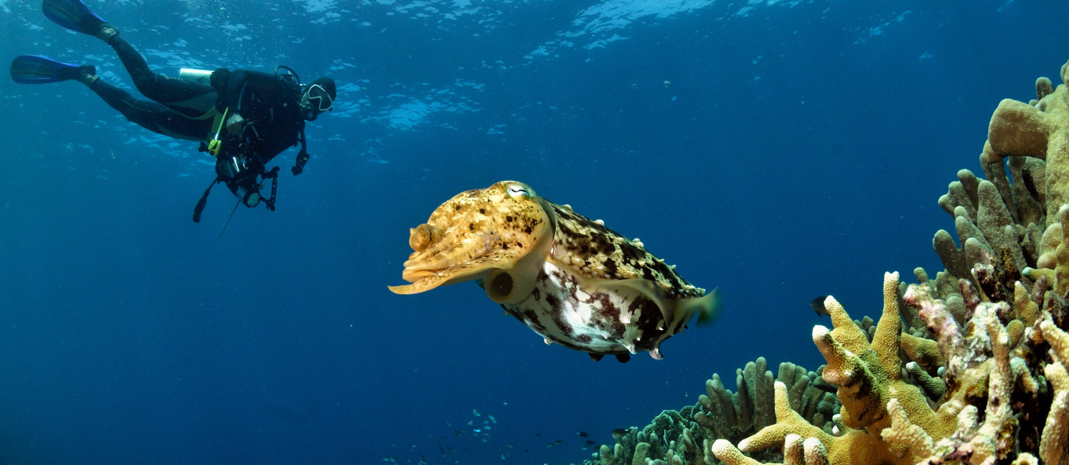 diving hero