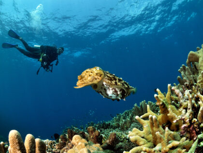 diving hero